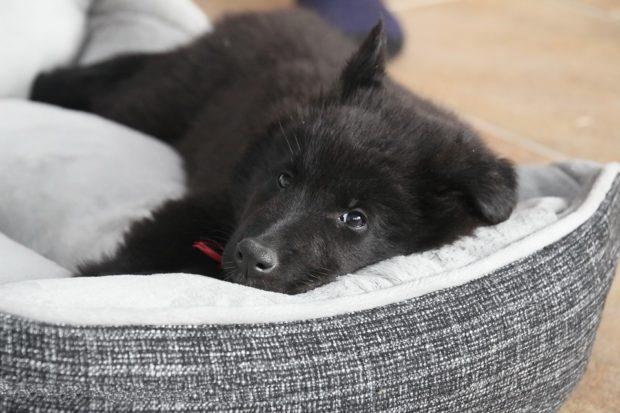 black dog lying on his dog bed