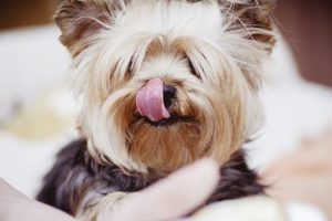 cute dog
