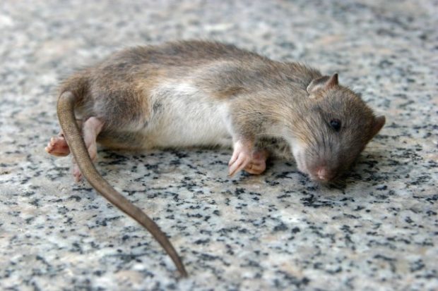 dying rat