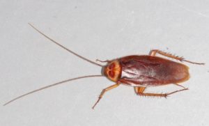 cockroach