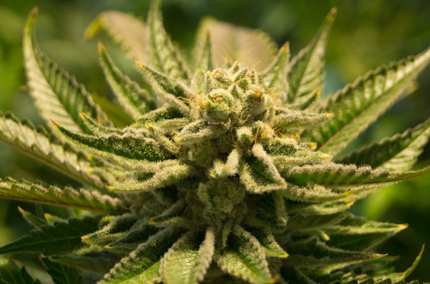 marijuana plant